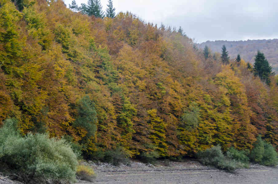Comunidad Foral de Navarra 081 - Selva de Irati.jpg